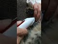 猫が寝ているうちにカットしたいっ!#Shorts #バリカン #ミヌエット