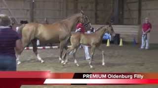 Helena Mkf By Harvard Hohenstein Out Of Revlon Routiniertarim. Premium Oldenburg Filly