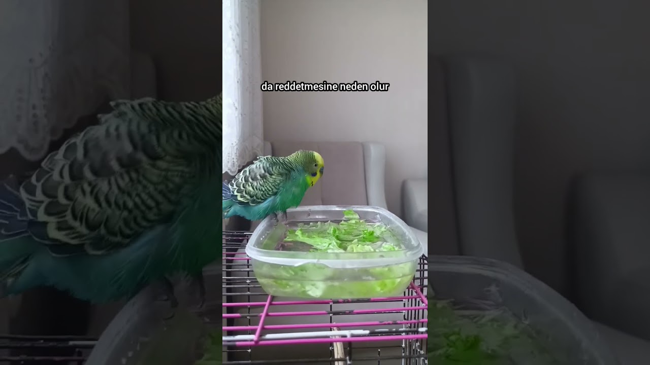 Banyo Yapmak istemeyen Muhabbet Kuşları ? #birds #parrot #budgies #birdsong #muhabbetkuşu