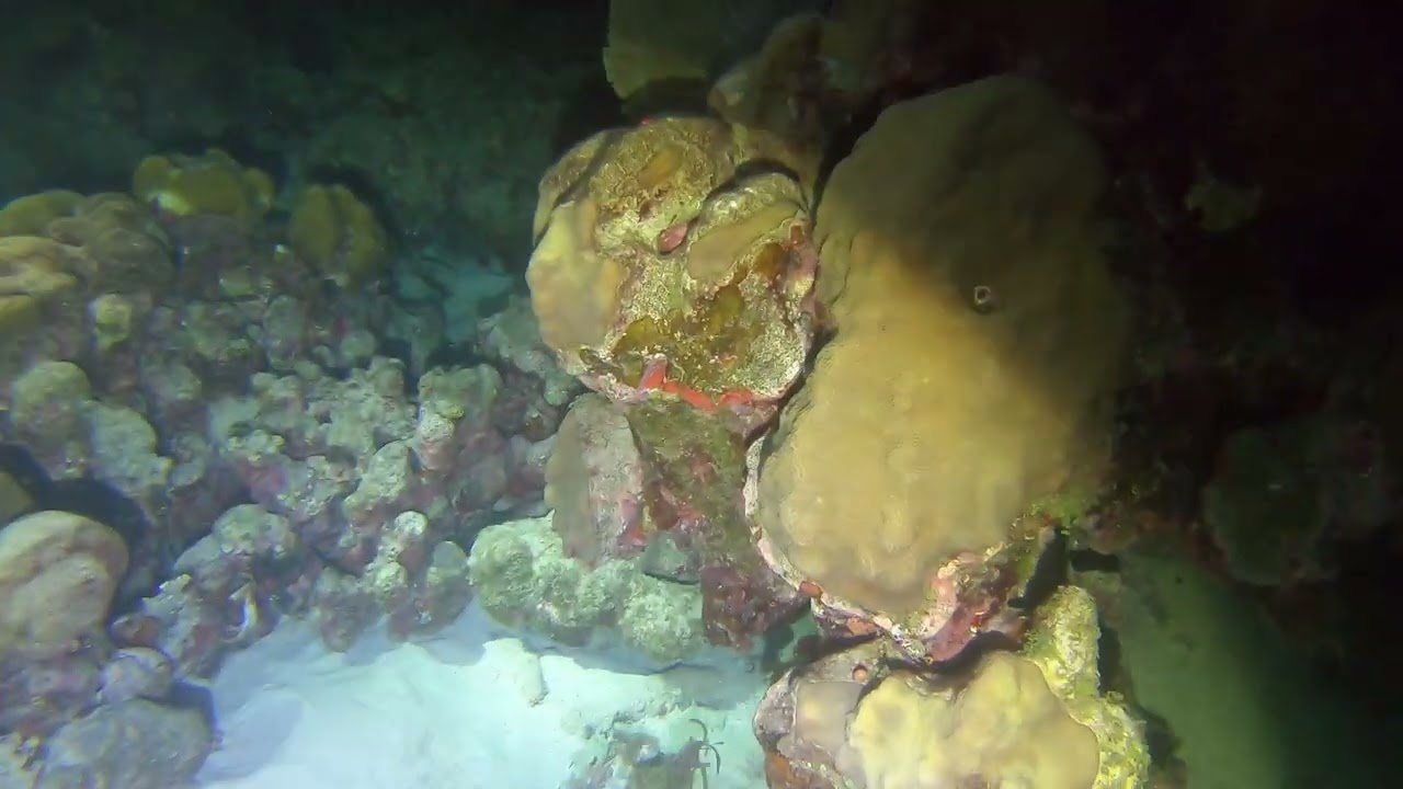 Night Dive Underwater8