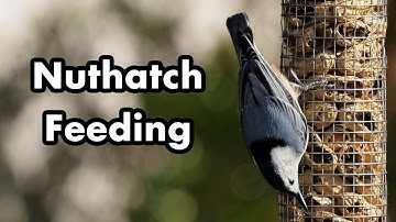 White-breasted Nuthatch Climbing On My Bird Feeders