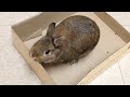 Playful Rabbit Play Box | New Cardboard Box for Bunny
