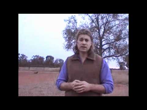 Guardian Dogs -