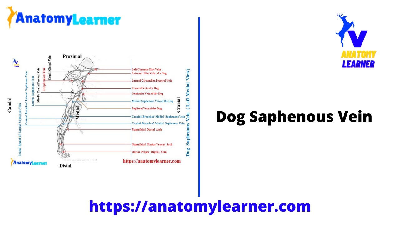 which vein is not frequently used during venipuncture on a dog