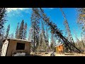 Chainsaw rookie attempts to fall heavy leaning tree