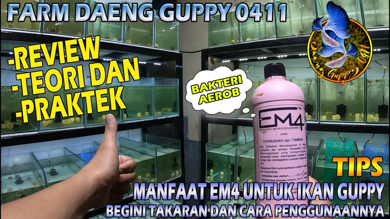 EM4 BAKTERI AEROB BAIK UNTUK BUDIDAYA IKAN GUPPY COCOK UNTUK AQUARIUM DAN KOLAM IKAN GUPPY