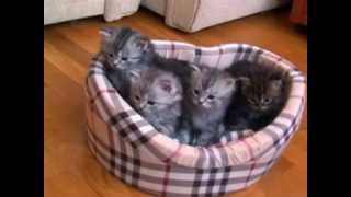 Котята-сибиряки Котята-сибиряки