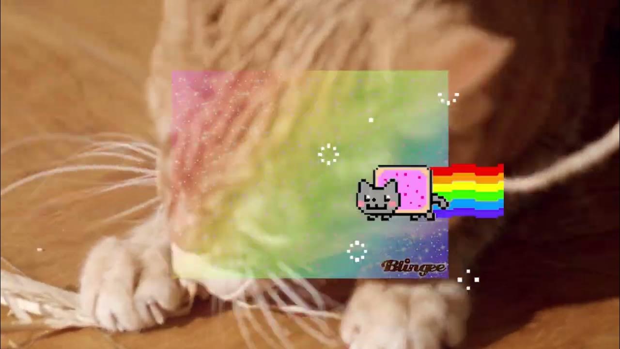 Kitty Cat Dance Intro To Adobe School Assignment YouTube