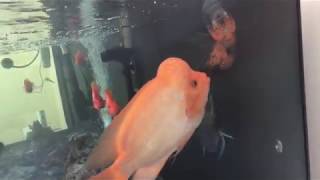 Red Devil vs Oscar