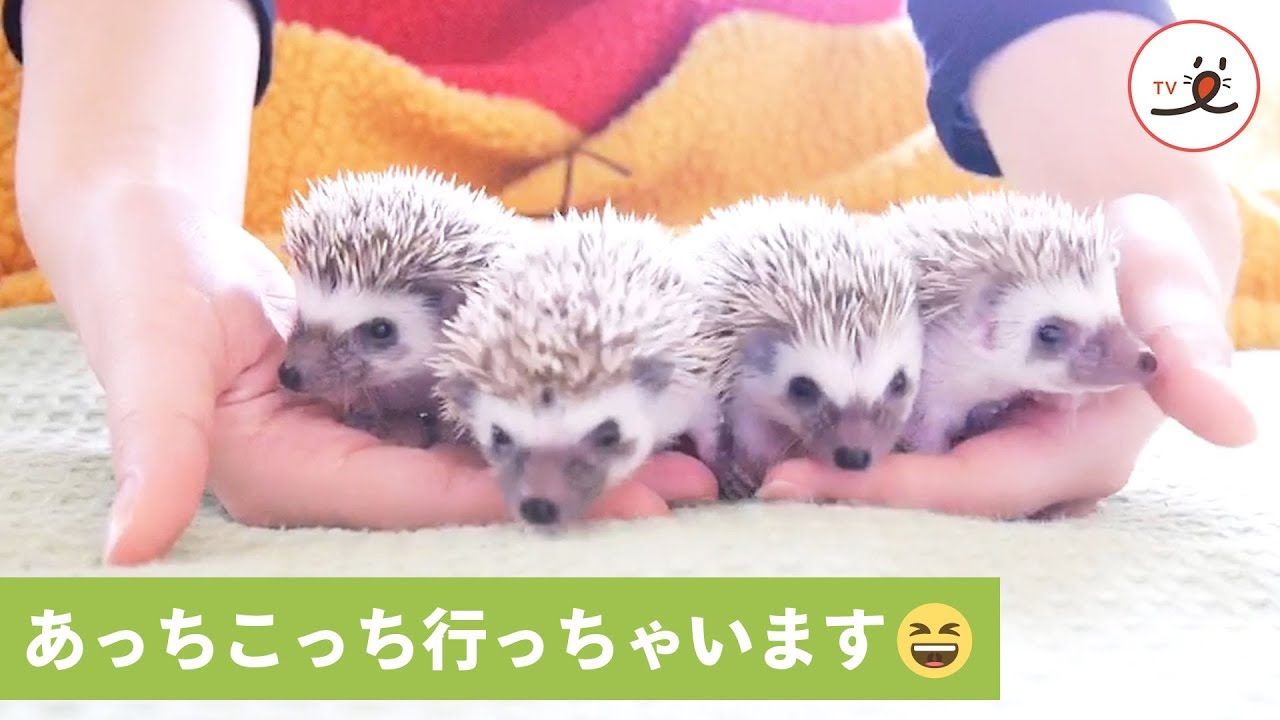 雛菊堂　タチムラシオリ様　ハリネズミちゃん backend=imagemagick;version=1;