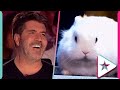 Best Animal Auditions From Around The Globe on Got Talent!