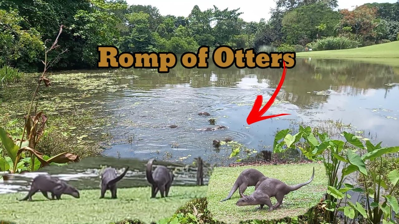 ROMP OF OTTERS |A Very Rare Encounter 