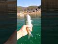 POV:물고기 낚은 시점 #fish #fishing #ai #shorts