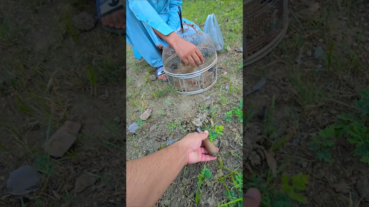 Happy Partridges For Termites | 