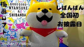 【ごろごろにゃんすけ＆しばんばん】しばんばん梅田ロフトで全国初お披露目キャラクターグリーティング撮影会ショー★期間限定ポップアップストア開店記念