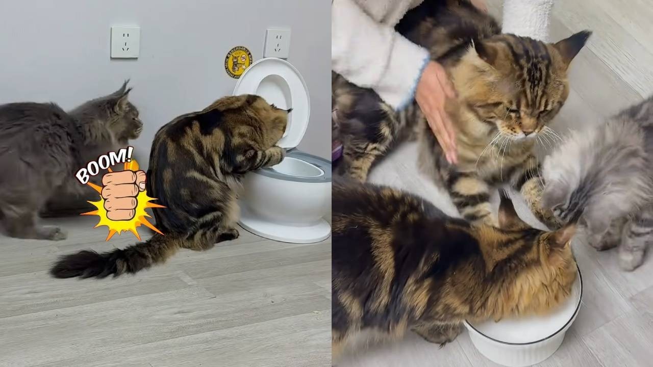 表弟最近在家猖狂得很，不仅偷袭罗宾还对罗宾儿子重拳出击，我先挟持住罗宾害怕场面控制不住！