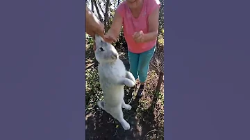 кролик или заяц