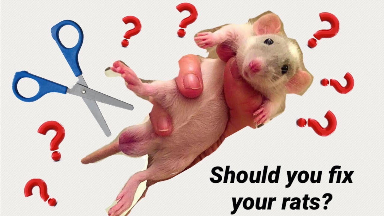 Should You Spay \U0026 Neuter Your Pet Rats?