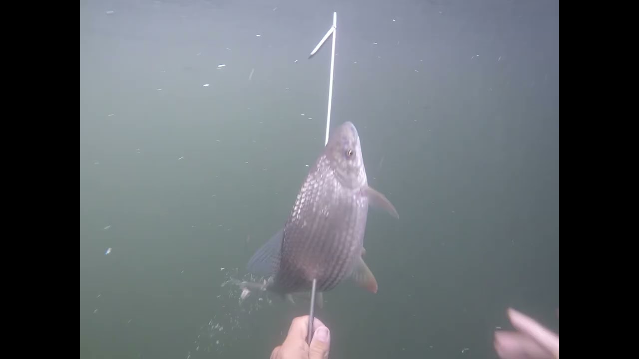 Pesca de bocachicos enormes en Tingo Maria 