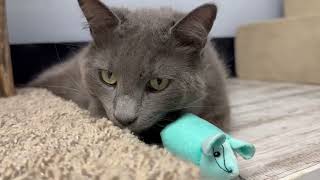 Video of adoptable pet named Spooky