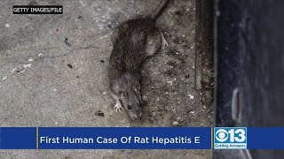 World's First Human Case Of Rat Disease Discovered