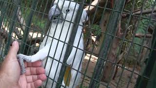 ישראל│Israel│קקדו לבן│White／Umbrella Cockatoo│Cacatua alba│152