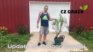 Dragon Willow Bonsai Update. CZ Grain Bonsai. Link to Buy Tree in Description