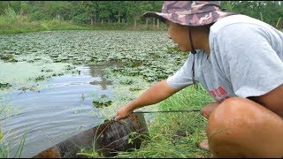 Дикая кулинария - гребля весла и собирание каштанов.