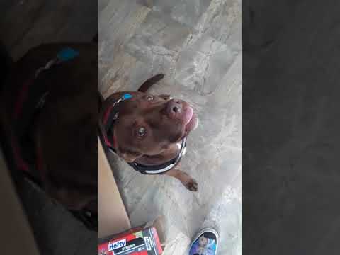 camera iphone 8 plus apk Service dog pooped in house