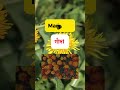 ফুলের নাম ইংরেজি ও বাংলায় 🌺 | Learn Flower Names Easily #shorts #learnenglish