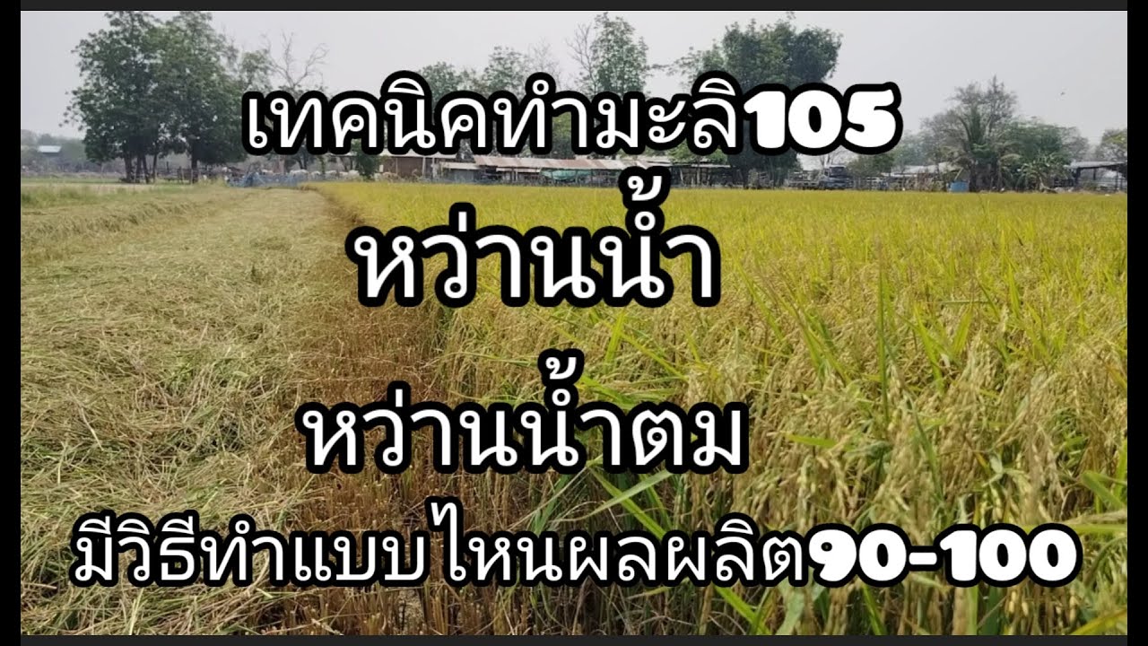 เทคนิคทําข้าวมะลิหรือข้าวไวแสงแบบหว่านนํ้า