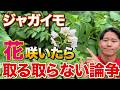 【どっちが正解?】ジャガイモ花が咲いたら必ずやる作業について