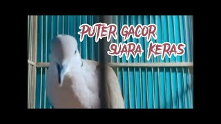 BURUNG PUTER GACOR SUARA KERAS