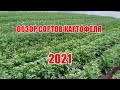 Обзор сортов картофеля 2021 год