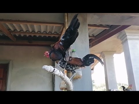 ไก่ต่อน้อยส่ายด่าง_noob qaib txaij zoo nkauj [ Hmong ]​ 2021​