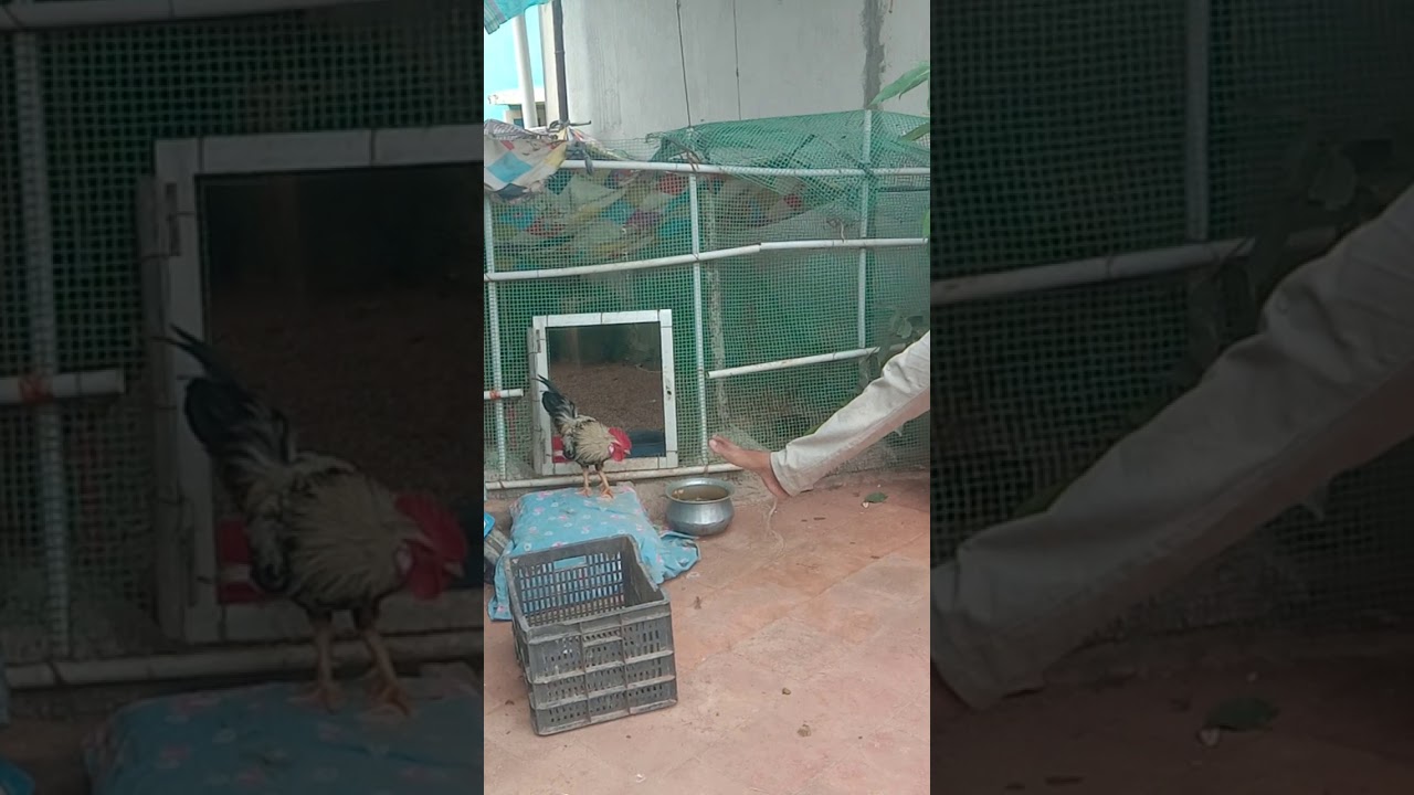 World dangerous fight with cock