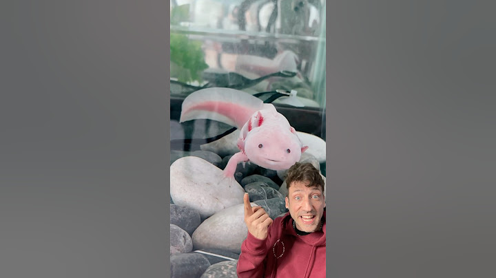 The Axolotl is WEIRD
