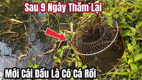 Sau 9 Ngày Thăm Lại Luồn Lờ Trúng Cá 6 Cử Trước Điều Có Cá To / Visit the Floating Fish Trap