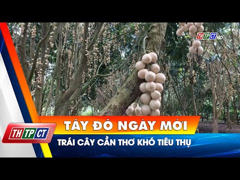 Trái cây Cần Thơ khó tiêu thụ | Cần Thơ TV