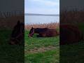 Horse 🐎 lay down on the grass near the lake / Лошадка 🐴 прилегла на травку возле озера ++ #horse