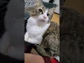 #cat #gatos #viral #viralshort #viralvideo #viralshorts #viralvideos #fyp