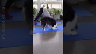 Pawfessional Yoga master | Australian Shepherd dog #Shorts