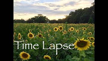 Sunflower Time Lapse - Field of Blooms