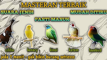5 in 1 masteran jernih dengan jeda | masteran tembakan kasar
