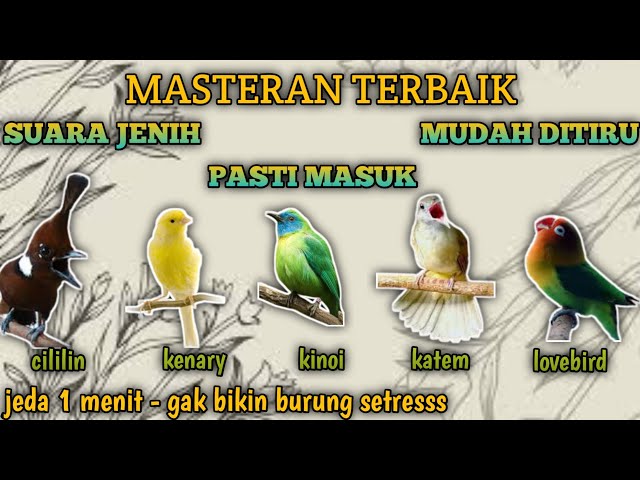 5 in 1 masteran jernih dengan jeda | masteran tembakan kasar class=