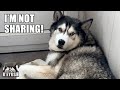 Greedy Husky WON’T Share New Air Conditioner!