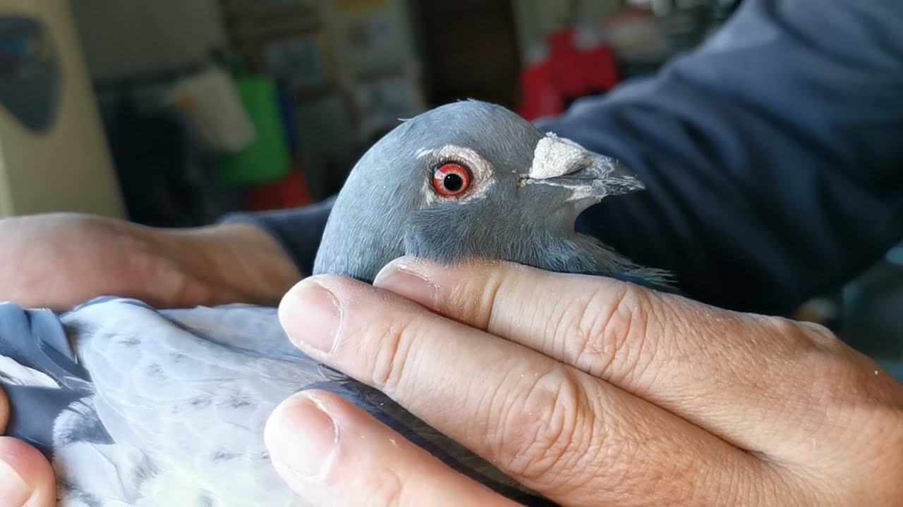 21-759954♂: 本身為夏冬季未賽鴿並是貴州紅楓賽鴿中心秋季賽三關綜合鴿王12名之全弟，亦為超級種雄〝金盛大時代〞直孫，高代珍貴，血統一流