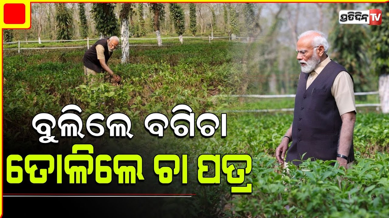 ଆସାମ ର ଚା ବଗିଚା ବୁଲି ପତ୍ର ତୋଳିଲେ ପ୍ରଧାନମନ୍ତ୍ରୀ ମୋଦୀ l PM Modi spends time at tea garden in Assam
