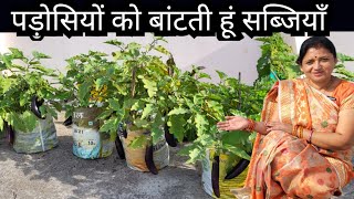 Terrace Vegetable Garden Tour || Chhat per Bagwani #Kitchengarden