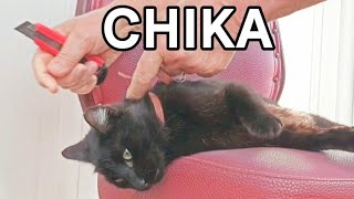 Important care for our cats.🐈‍⬛ by Unusual stories of a black cat 130 views 12 days ago 2 minutes, 36 seconds